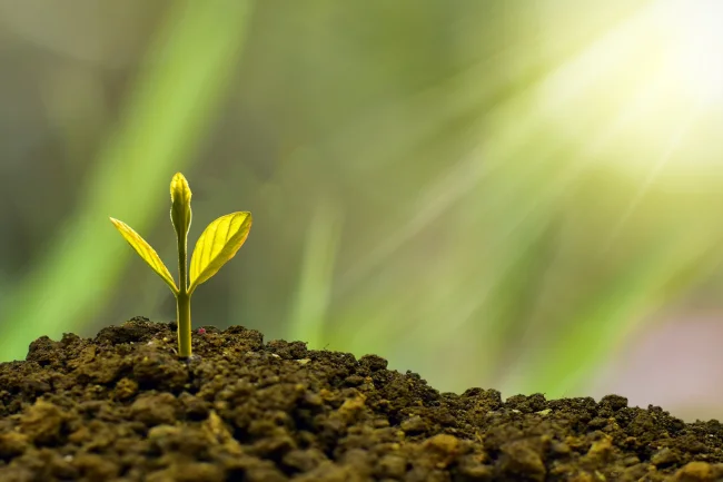 Conseils et accompagnement